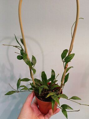 Hoya Parviflora